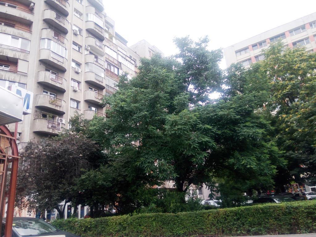 Apartament Dana Bukares Bagian luar foto